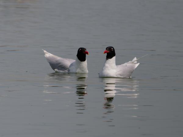 <h3><a href="/trips/braakman/biota/animalia/chordata/aves/024 charadriiformes/017 laridae/ichthyaetus melanocephalus/ichthyaetus melanocephalus-nl.html">Ichthyaetus&nbsp;melanocephalus</a> / Mediterranean&nbsp;gull / Zwartkopmeeuw</h3>OM-1 Mark II met OLYMPUS M.150-400mm F4.5 TC, 1/2000 sec  bij F5.6, ISO 250, afstand 42.4&nbsp;m